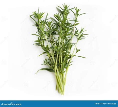 Fresh Savory Bunch Stock Image Image Of Health Herb 15331027
