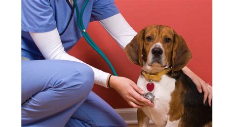 Low-Cost Animal Vaccination Clinic in Warren – #MIWarren