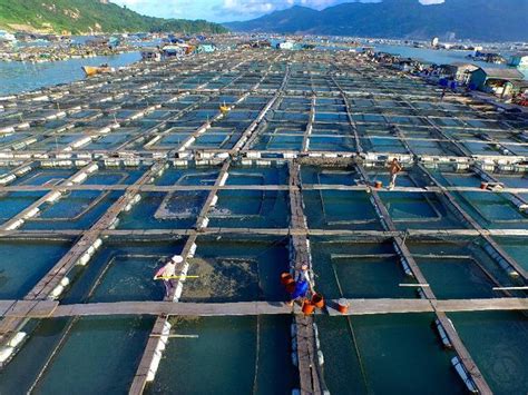 Copper Alloy Fish Cages Prevent Biofouling And Produce Healthy Fish