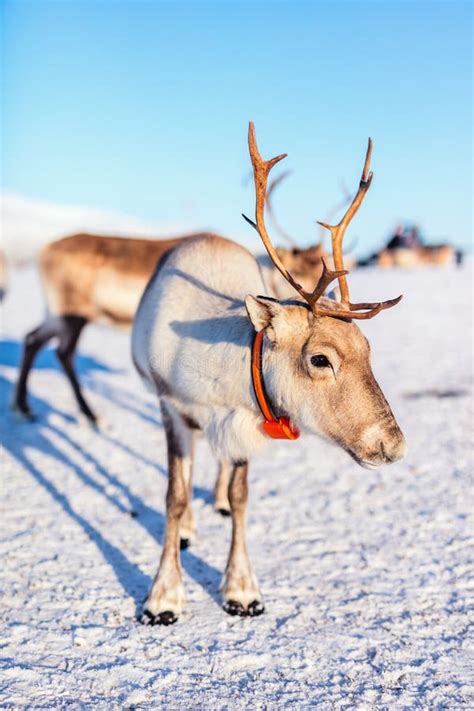 Reindeer In Northern Norway Stock Photo Image Of Wilderness Lapland