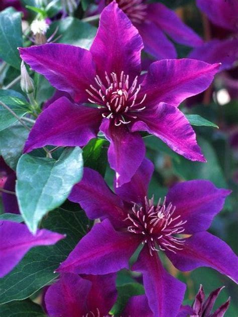 Dark Purple Flowers Leadsbezy
