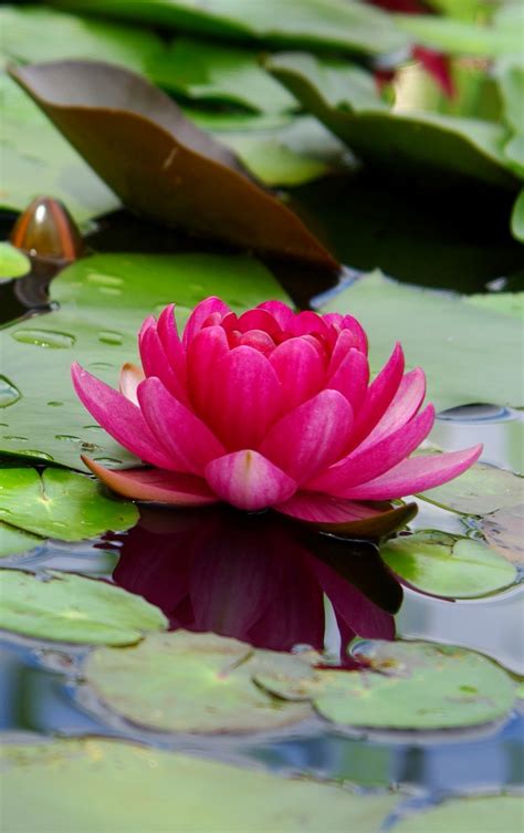 The great collection of big flower wallpaper for desktop, laptop and mobiles. 24++ Pink Lotus Iphone Wallpaper - Paseo Wallpaper