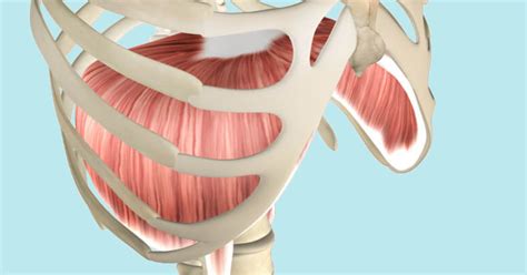 Diaphragm Muscle Its Attachments And Actions Yoganatomy