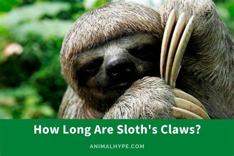 How Long Are Sloths Claws Up Close With Claws Animal Hype