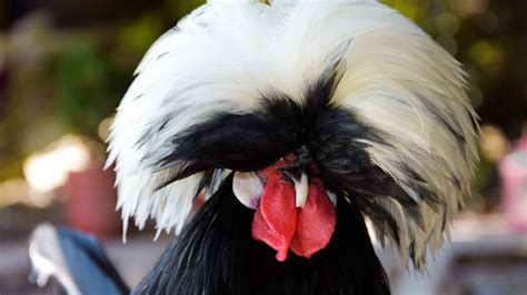 15 Outlandish Chicken Varieties Mottled Houdan Chicken Breeds Black