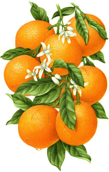 Botanical Illustration Of An Orange Branch With Eight Oranges Leaves