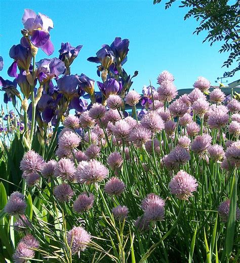 In The Valley Of The Chives Photograph By Mark Eisenbeil Fine Art America