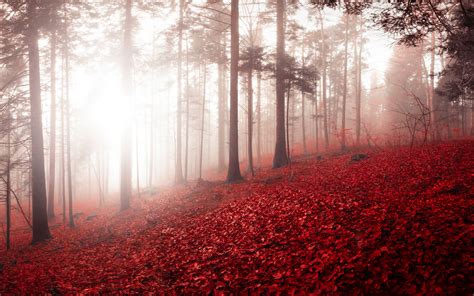 Download Wallpaper 3840x2400 Forest Fog Autumn Foliage Trees