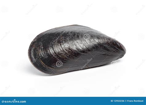 One Whole Fresh Mussel Stock Photo Image Of Shiny Horizontal 12953236