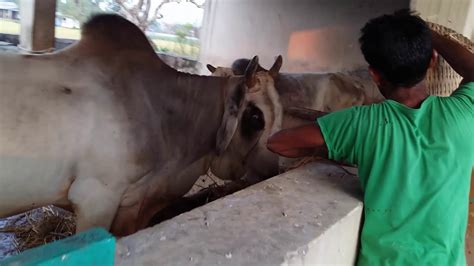 Procedure Of Artificial Insemination In Cows Near Me Artificial Breeding Center Youtube