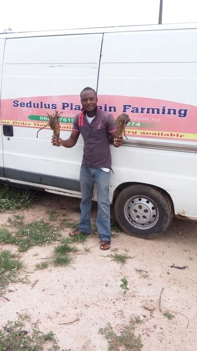 Plantains can be ripened at room temperature. 50KG OF Dried Ungrounded Plantain Flour Price From #350 Per KG (Sedulus Plantain - Agriculture ...