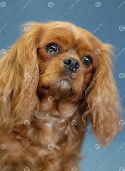 Ruby Cavalier King Charles Spaniel Stock Image Image Of Ruby Close