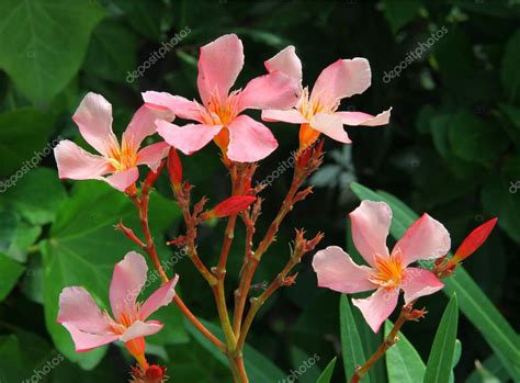 Rosa Blüten Des Oleander Mediterrane Zierpflanzen Strauch — Stockfoto