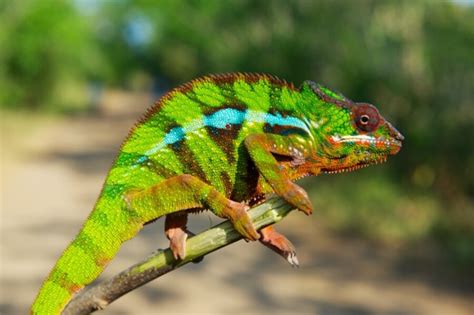 New Chameleon Species Showcase Fragile Biodiversity In Madagascar