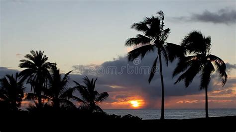 Tropical Sunset Over The Ocean With Palm Trees Stock Video Video Of
