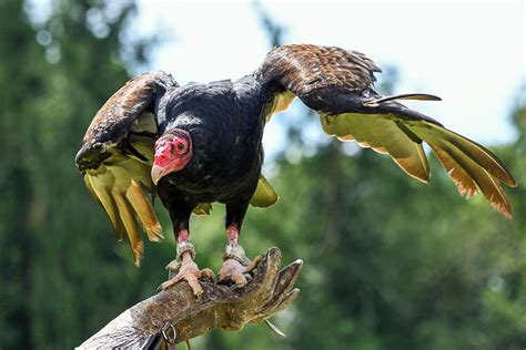 Hd Wallpaper Vulture Scavenger Bird Of Prey One Animal Animal