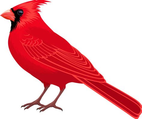 4000 Cardinal Stock Illustrations Royalty Free Vector Graphics