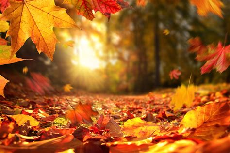 Autumn Leaves Wallpaper HD - KoLPaPer - Awesome Free HD 