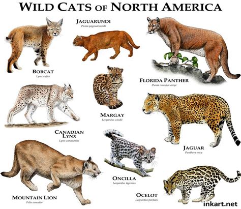 There are a number of types of big cats ranging across africa, asia and central and south america… but believe it or not, the exact number of big cat species is actually open to debate. Wildcats of North America | Small wild cats, Cat species ...