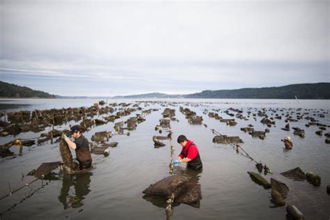 Oyster Farmers Unite To Fight Global Warming — Stone Pier Press