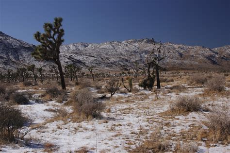Deserts And Beyond Joshua Tree National Park Had Snow