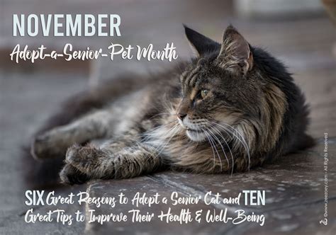 Six Great Reasons To Adopt A Senior Cat And Ten Tips To Keep Them Happy
