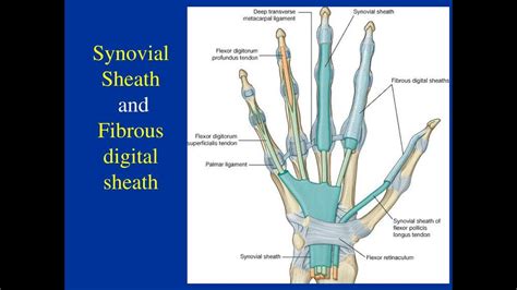 Synovial Sheaths Of The Hand Ulnar Bursa Common Flexor Synovial Sheath