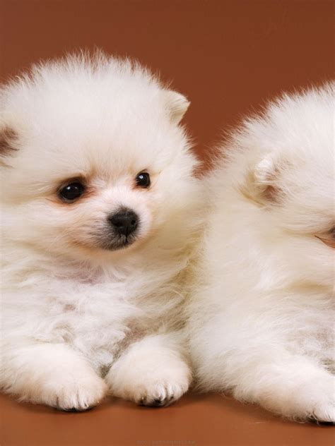 Free Download Cute Baby Dog Wallpaper Litle Pups 1920x1200 For Your
