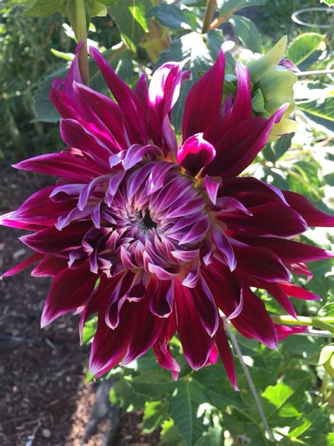 Vibrant Vancouver Dahlia Blooming In My Garden