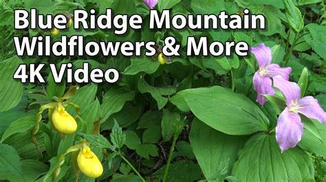 Blue Ridge Mountain Flowers Up Close 4k Video Youtube