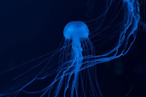 10 Types Of Jellyfish In Florida Waters