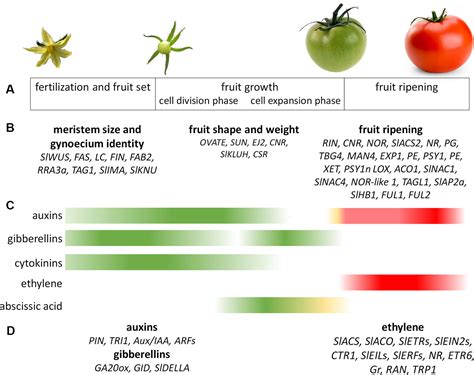 Frontiers Tomato Fruit Development And Metabolism