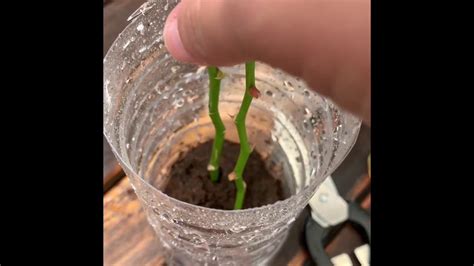 How To Grow Orchids From Stem Cuttings Youtube