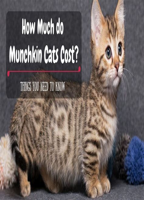 A female cat is the queen of the house, and these felines deserve a worthy name. Munchkin Cats | Cat Guides | Munchkin cat, Munchkin kitten ...