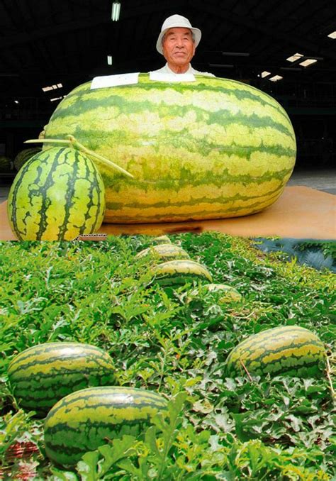 Buy Giant Watermelon Ambizu Giant Watermelon 250 Lbs Organic