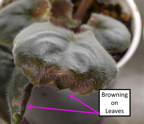 Why Are My African Violet Leaves Curling Upwards Or Downwards Baby