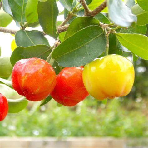 Barbados Cherry Fruit Plants Nestreeo Com