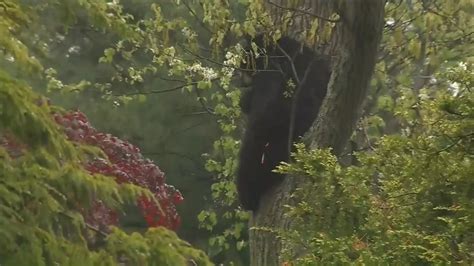 Arlington Massachusetts Bear Climbs Out Of Tree After Being