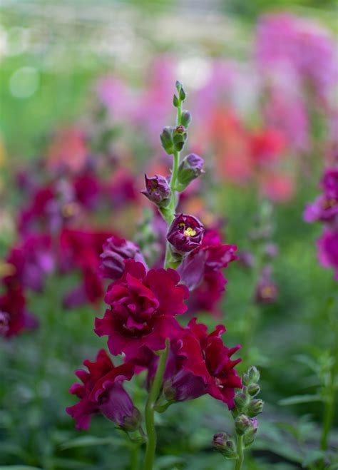 Antirrhinum Majus Madame Butterfly Redd Zoe Woodward Gardening