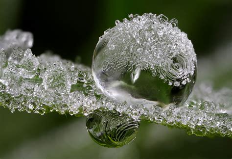 Picture Of The Day Frozen Dew Drops Twistedsifter