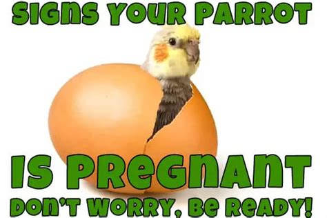 Signs Your Parrot Is Pregnant Dont Worry Be Ready Talkie Parrot