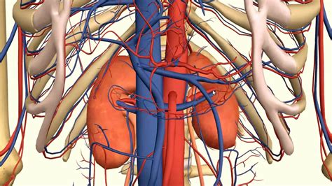 Location Of Kidneys Kidney Function And Parts Kidney Figure 3d