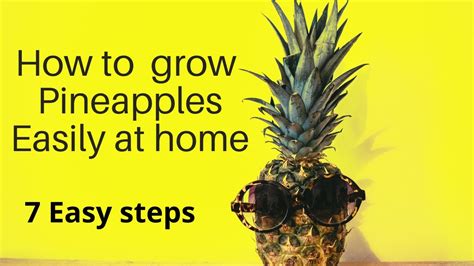 How To Grow Pineapples Easily At Home Future World Youtube