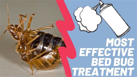 Most Effective Bed Bug Treatment Best Solution For Bed Bugs You Can