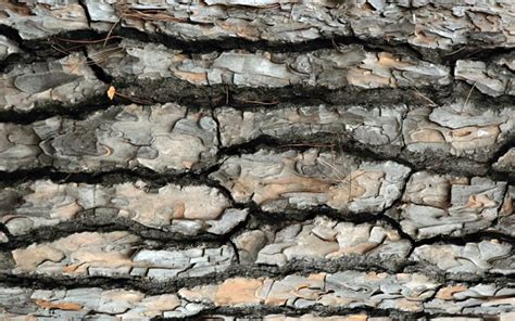 Download Wallpapers Pine Bark Texture 4k Wooden Backgrounds Macro
