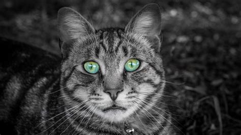 Download Wallpaper 3840x2160 Cat Face Green Eyed Bw Striped 4k Uhd 169 Hd Background