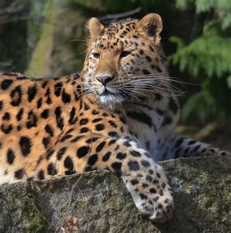 Gorgeous Endangered Amur Leopard Amur Leopard Animals Beautiful