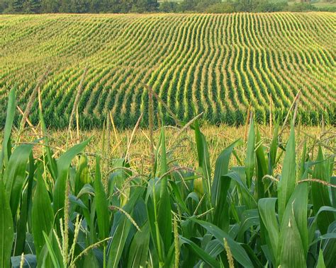 Record Missouri Corn Crop Possible Kbia
