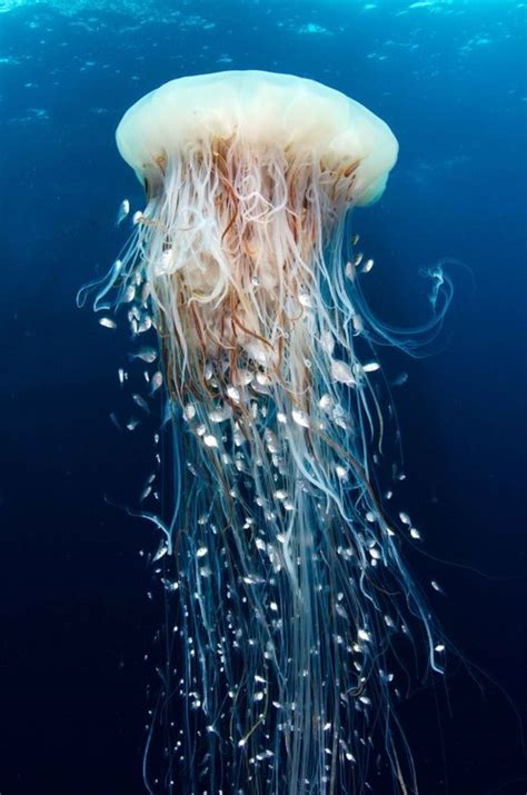 Jellyfish Research Reanne Hannon Ba Hons Fashion Design