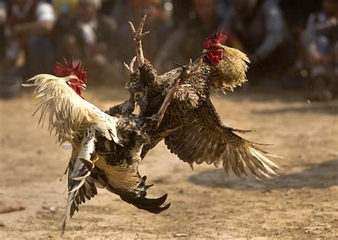 Video Rooster Kills Its Owner During An Illegal Cockfighting Event